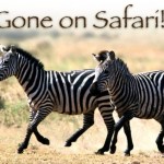 zebra